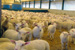 Vanderveen Farm Images