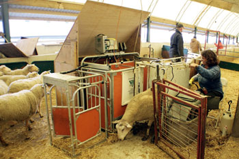 Van der Veen Farm, Grand Valley, On, Canada